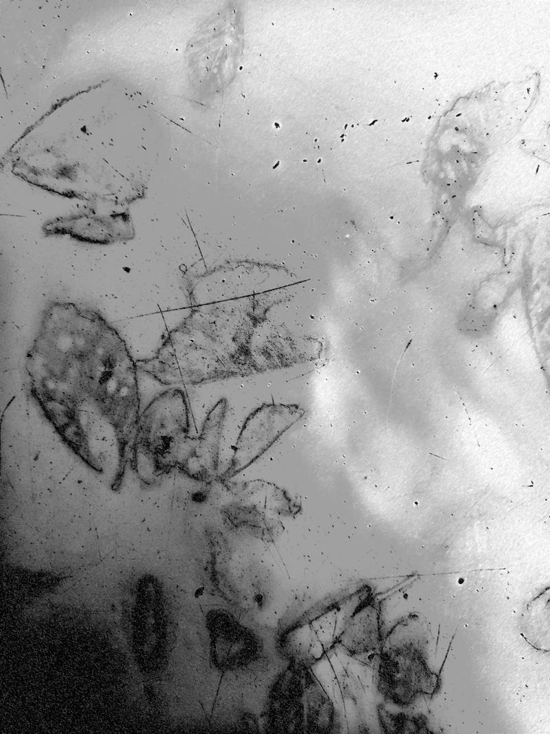 Feuilles d’Automne (à V. H.)