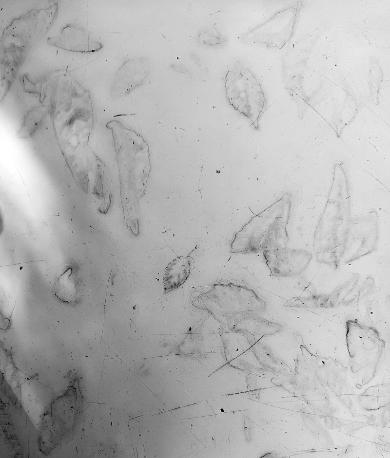 Feuilles d’Automne (à V. H.)