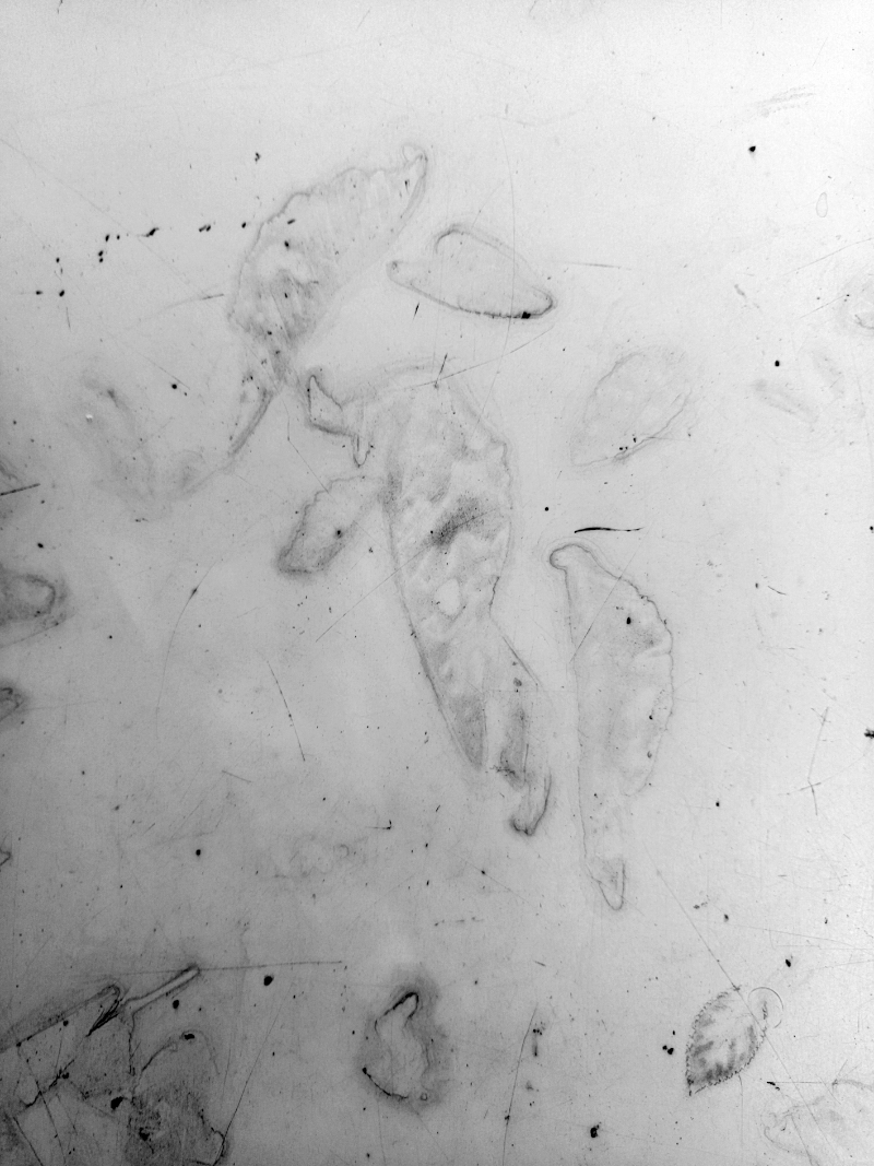 Feuilles d’Automne (à V. H.)