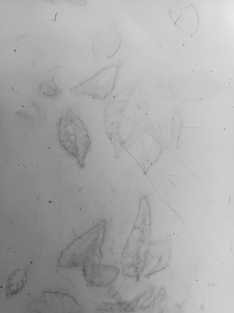 Feuilles d’Automne (à V. H.)