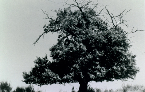 Le marronnier porteur de foudres
