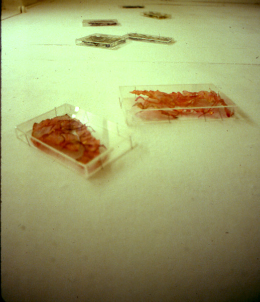 Aube : Transapparences. Tokyo