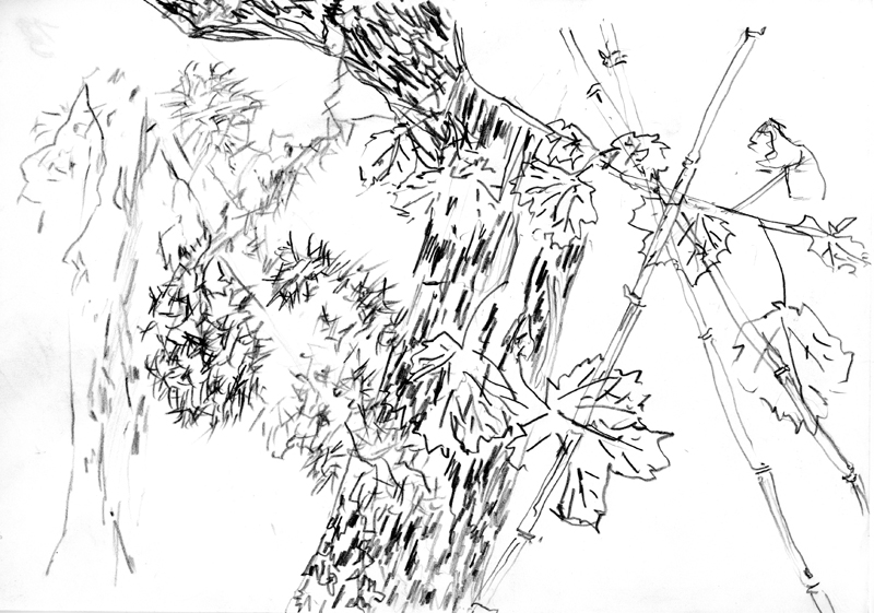 Croquis Jardin 13