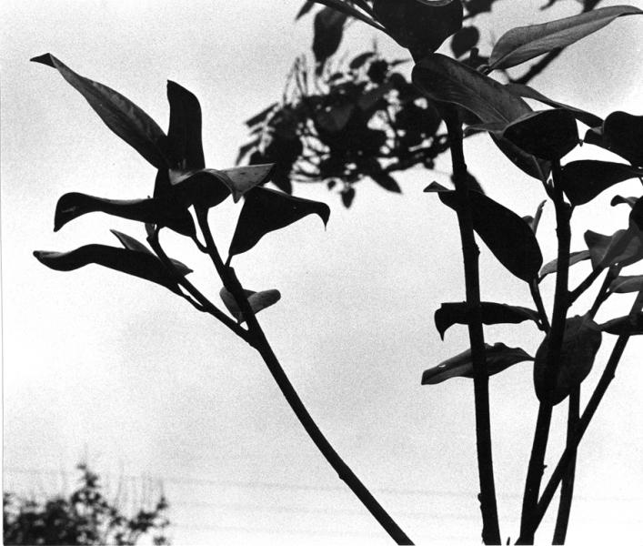 Feuilles au Zoo de Tours