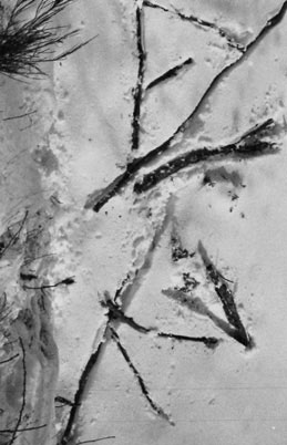 Idéogramme de la Neige. 6