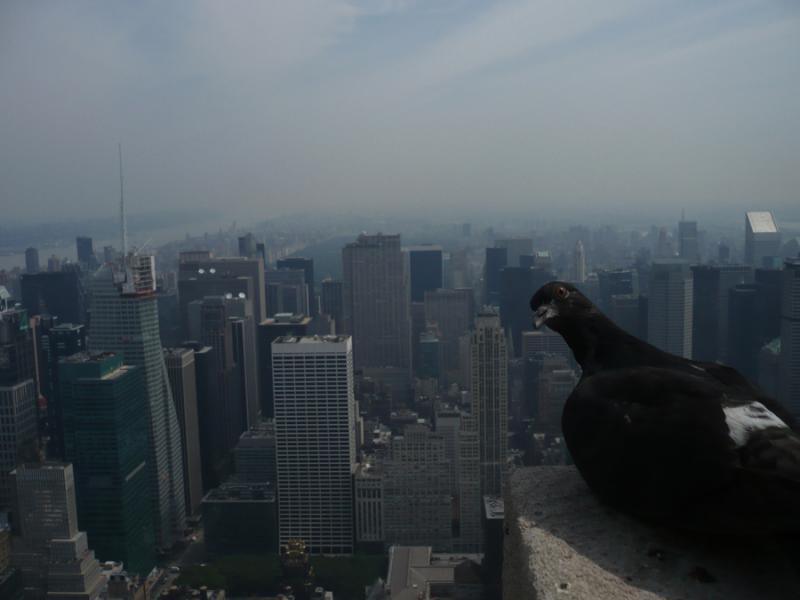 Pigeon sur l’Empire